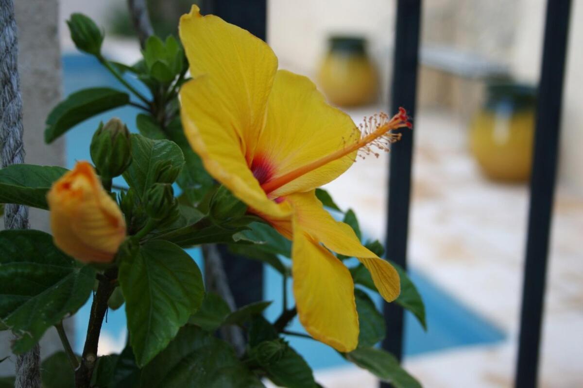 Maison Pelissier Bed And Breakfast With Sweeming Pool Cuxac-d'Aude Luaran gambar